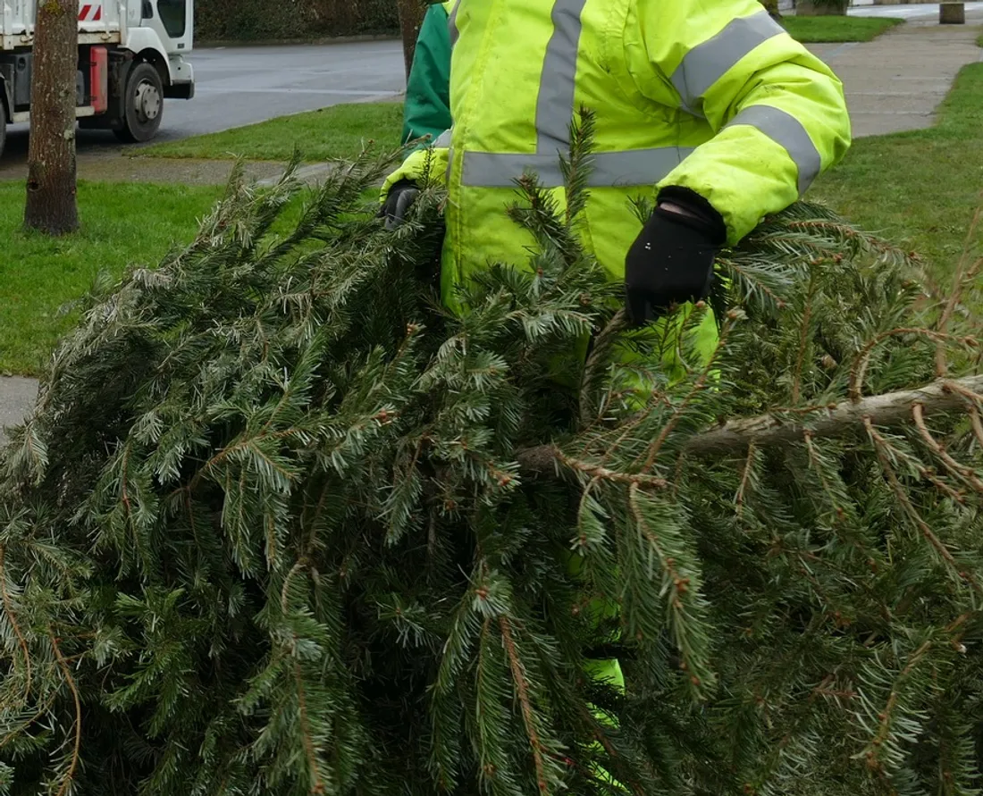 Collecte de sapins de Noël